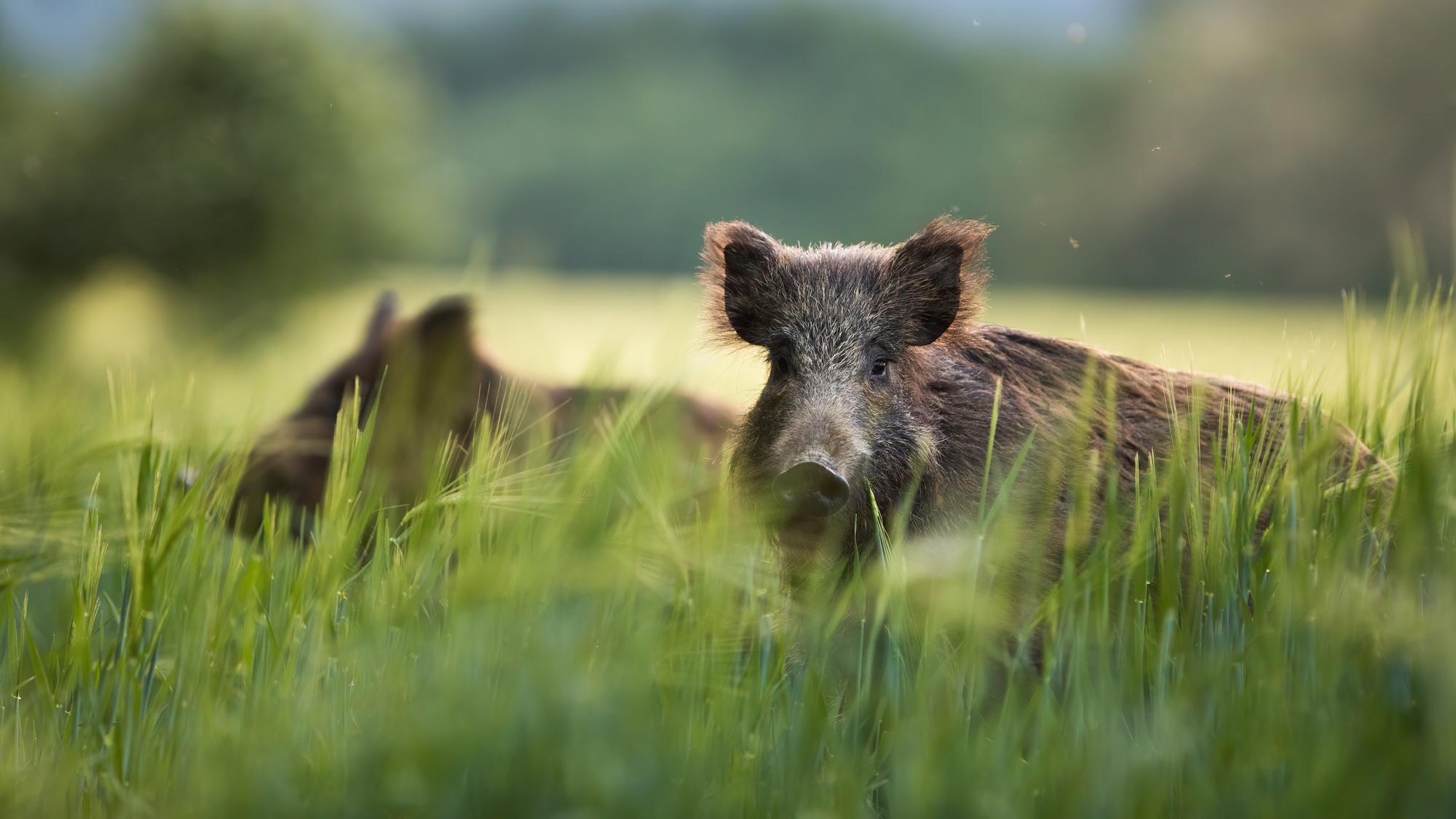parcs à sanglier